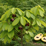 Asimina trojlaločná (Asimina triloba) ´SUNFLOWER´ - výška 25-30 cm, kont. C2L